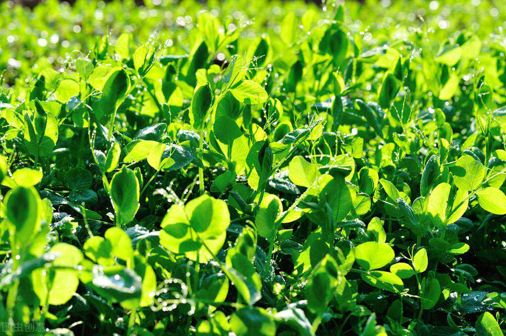 豌豆苗的种植方法